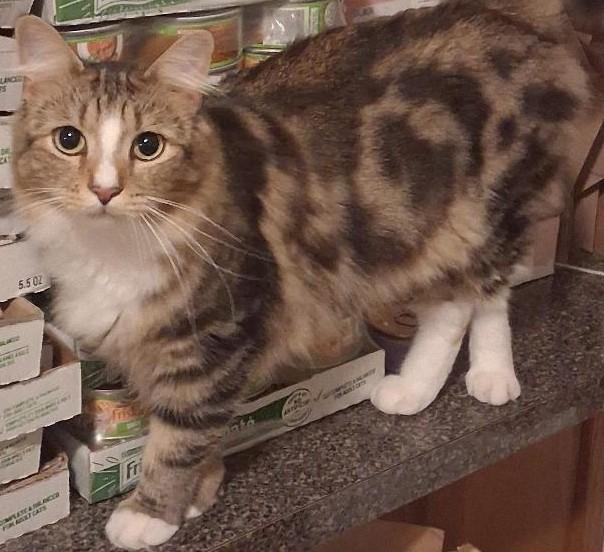 Enlarge Statler, a Adoptable Domestic Medium Hair in Garrett Park, MD image 3/6