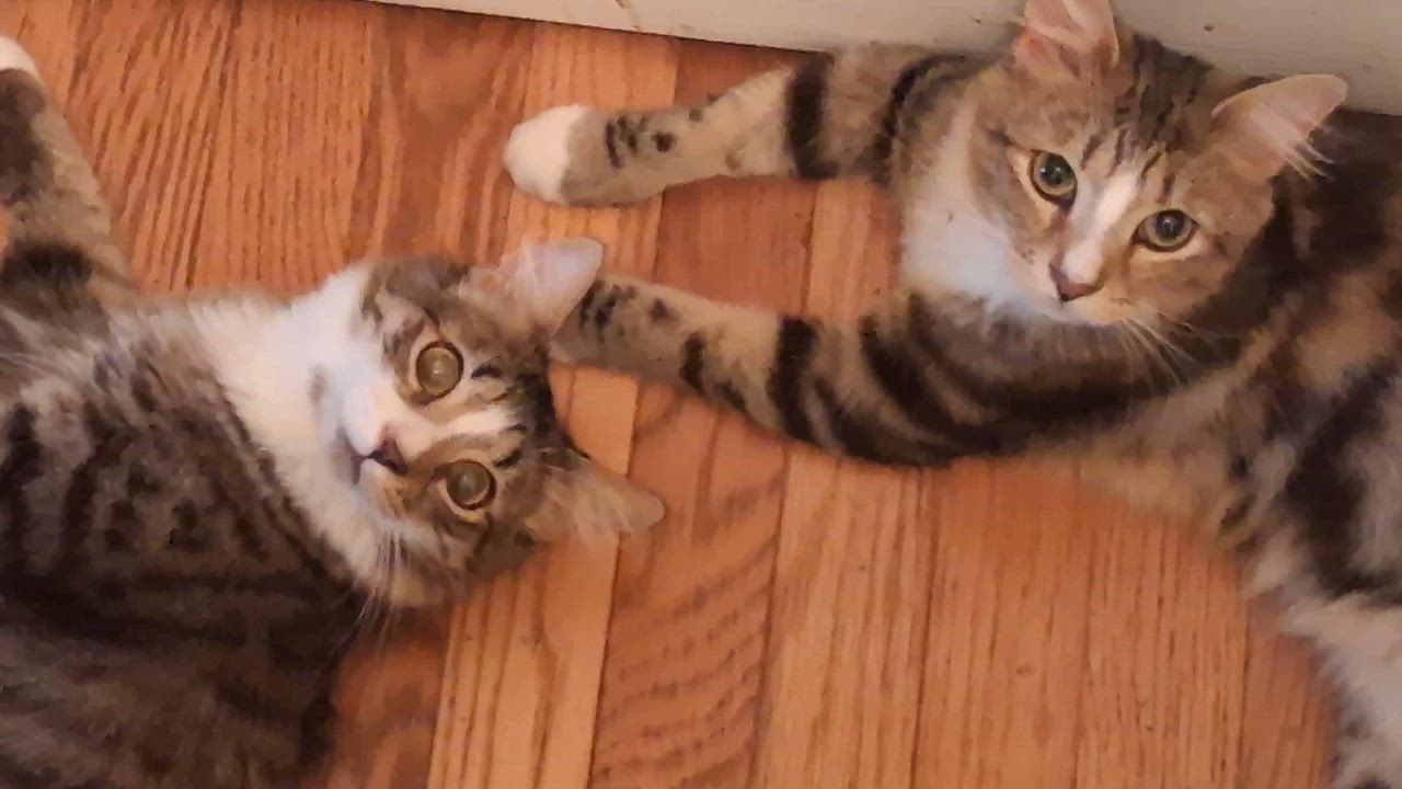 Enlarge Statler & Waldorf, a ADOPTABLE Domestic Medium Hair in Garrett Park, MD video 6/6