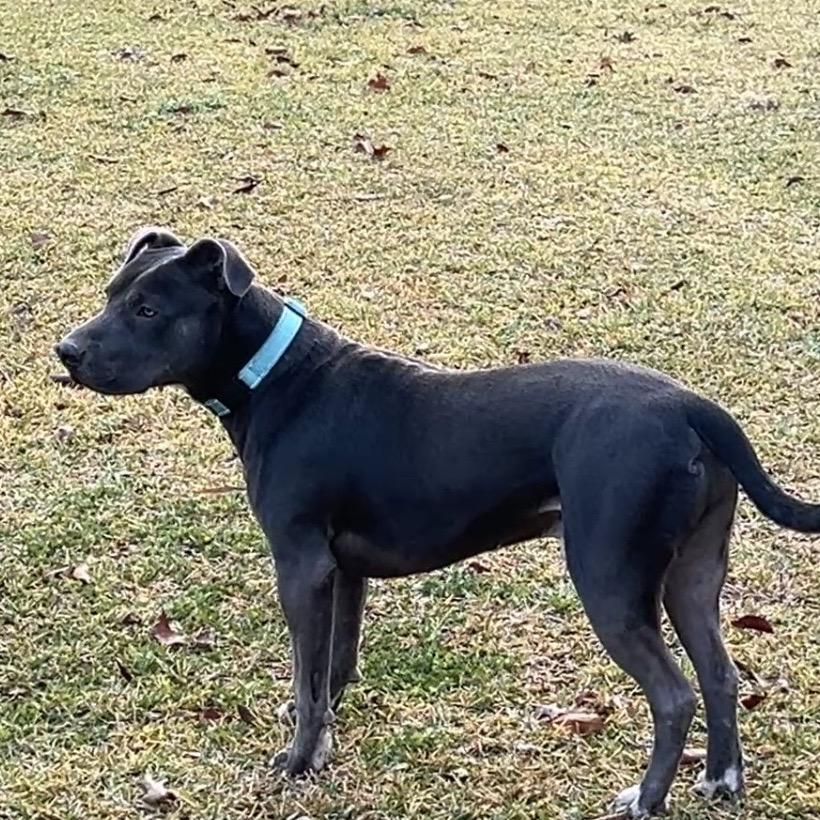 Rudy, Adoptable, Adult Male Pit Bull Terrier.