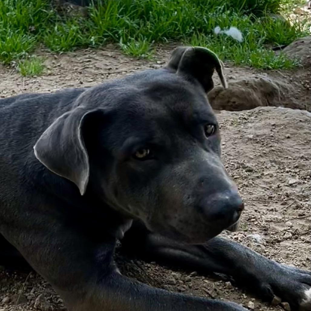 Rudy, Adoptable, Adult Male Pit Bull Terrier.