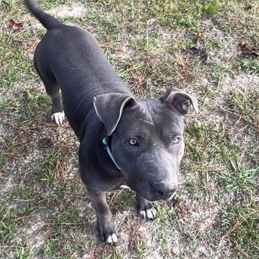Rudy, a Adoptable Pit Bull Terrier in Oakdale, LA image 3/6