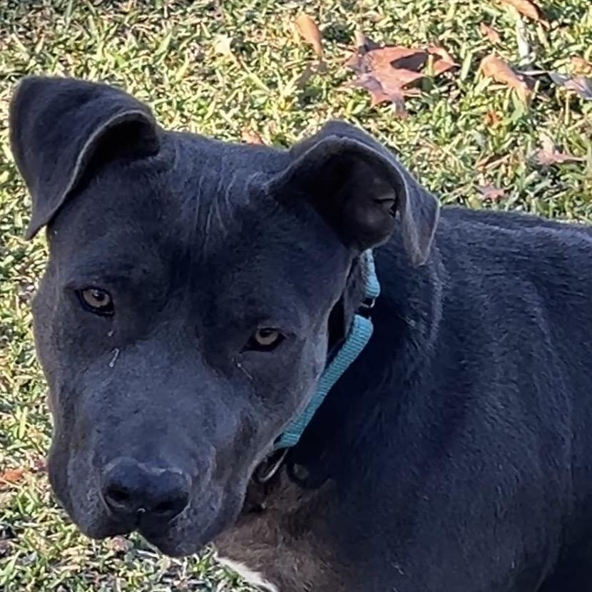 Rudy, a Adoptable Pit Bull Terrier in Oakdale, LA image 4/6