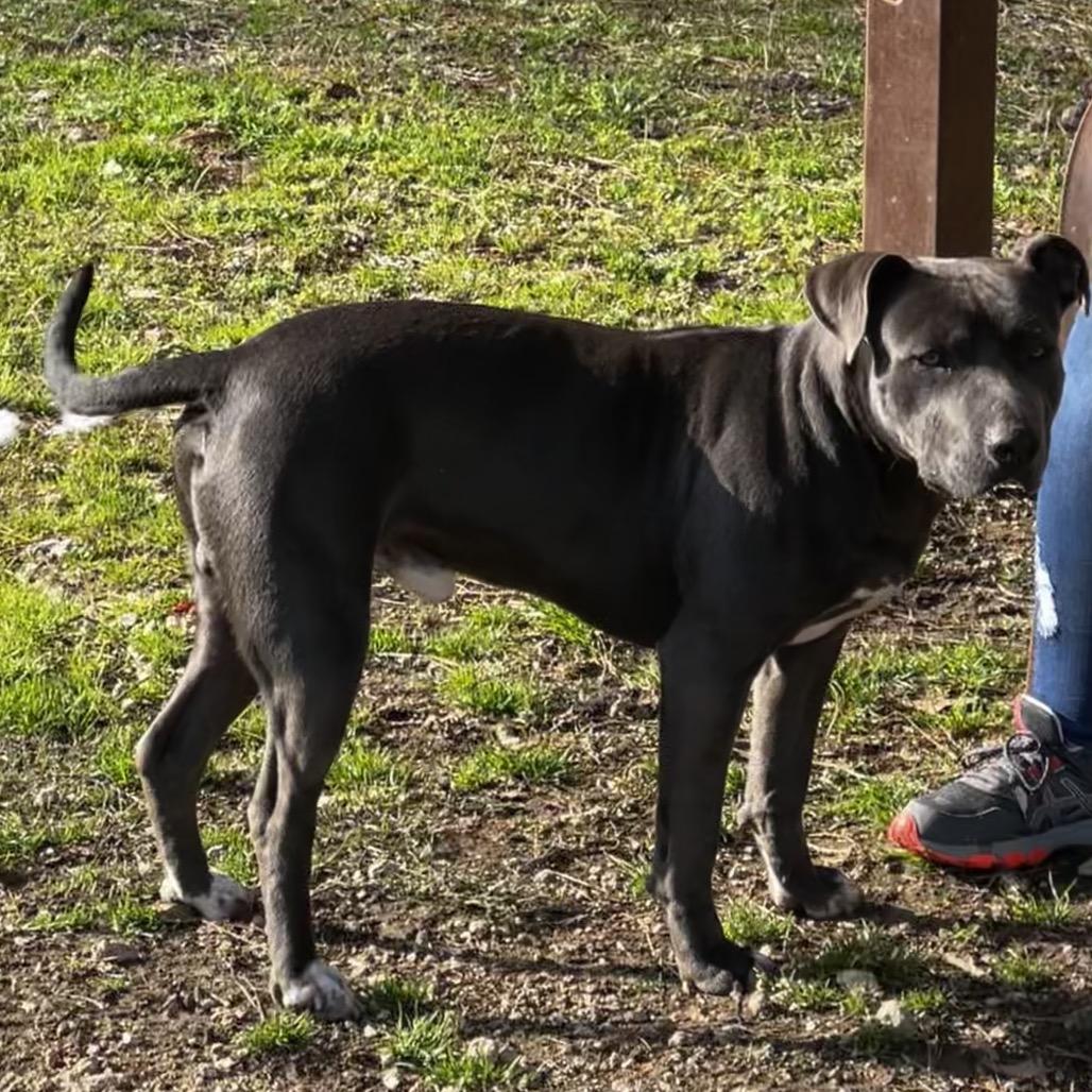 Rudy, a Adoptable Pit Bull Terrier in Oakdale, LA image 2/3