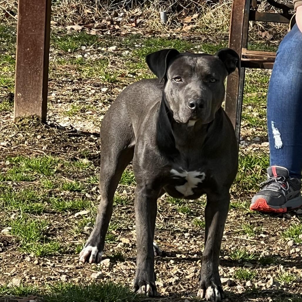Rudy, a Adoptable Pit Bull Terrier in Oakdale, LA image 3/3