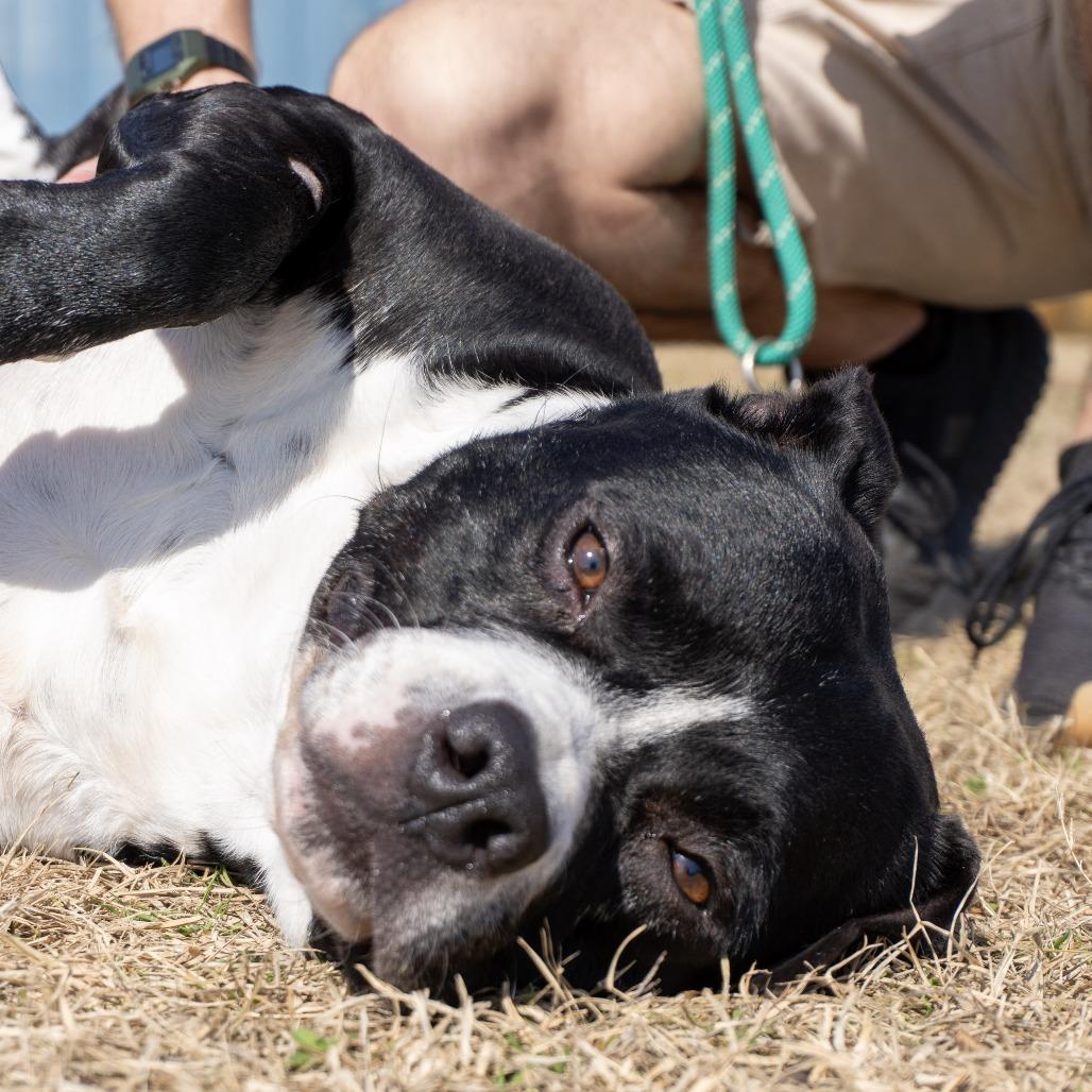 Duke, Adoptable, Adult Male Pit Bull Terrier.