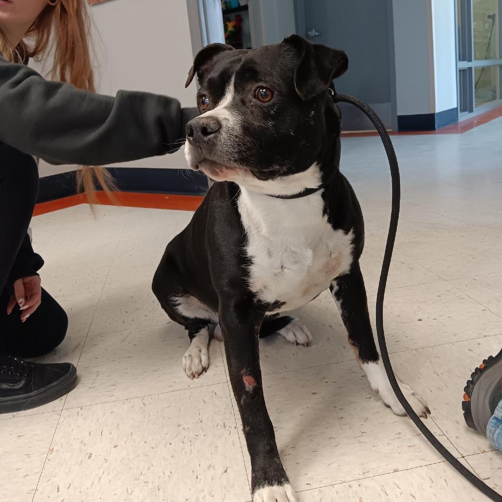 Duke, a Adoptable mixed breed in Elizabeth City, NC image 2/6