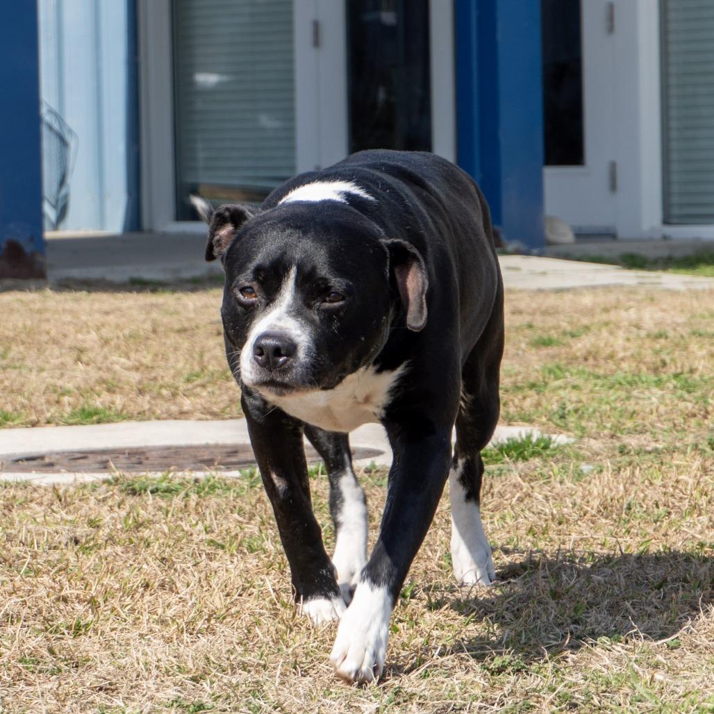 Duke, a Adoptable mixed breed in Elizabeth City, NC image 4/6