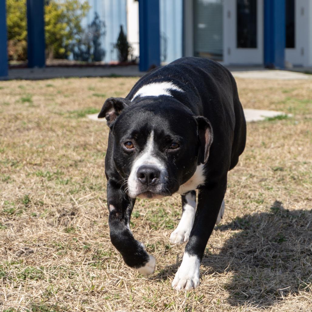 Duke, a Adoptable mixed breed in Elizabeth City, NC image 5/6