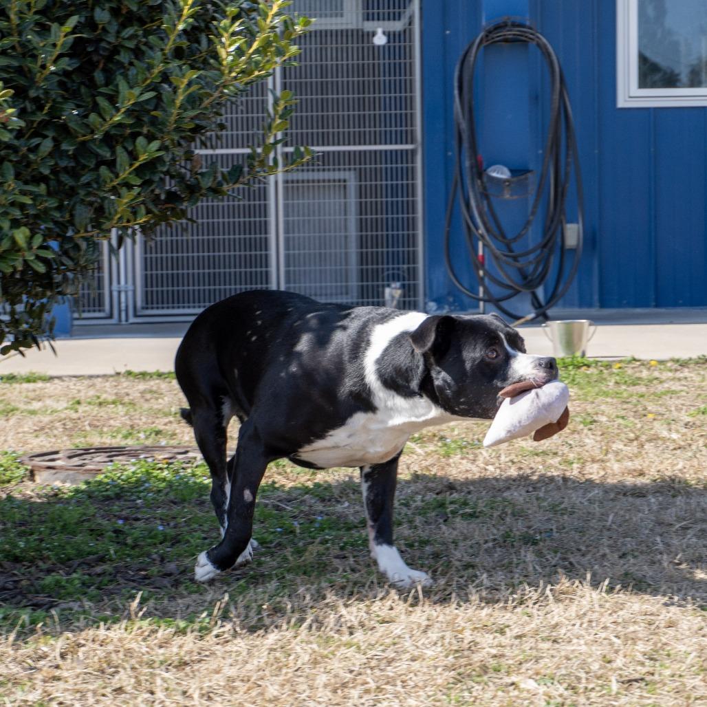 Duke, a Adoptable mixed breed in Elizabeth City, NC image 6/6