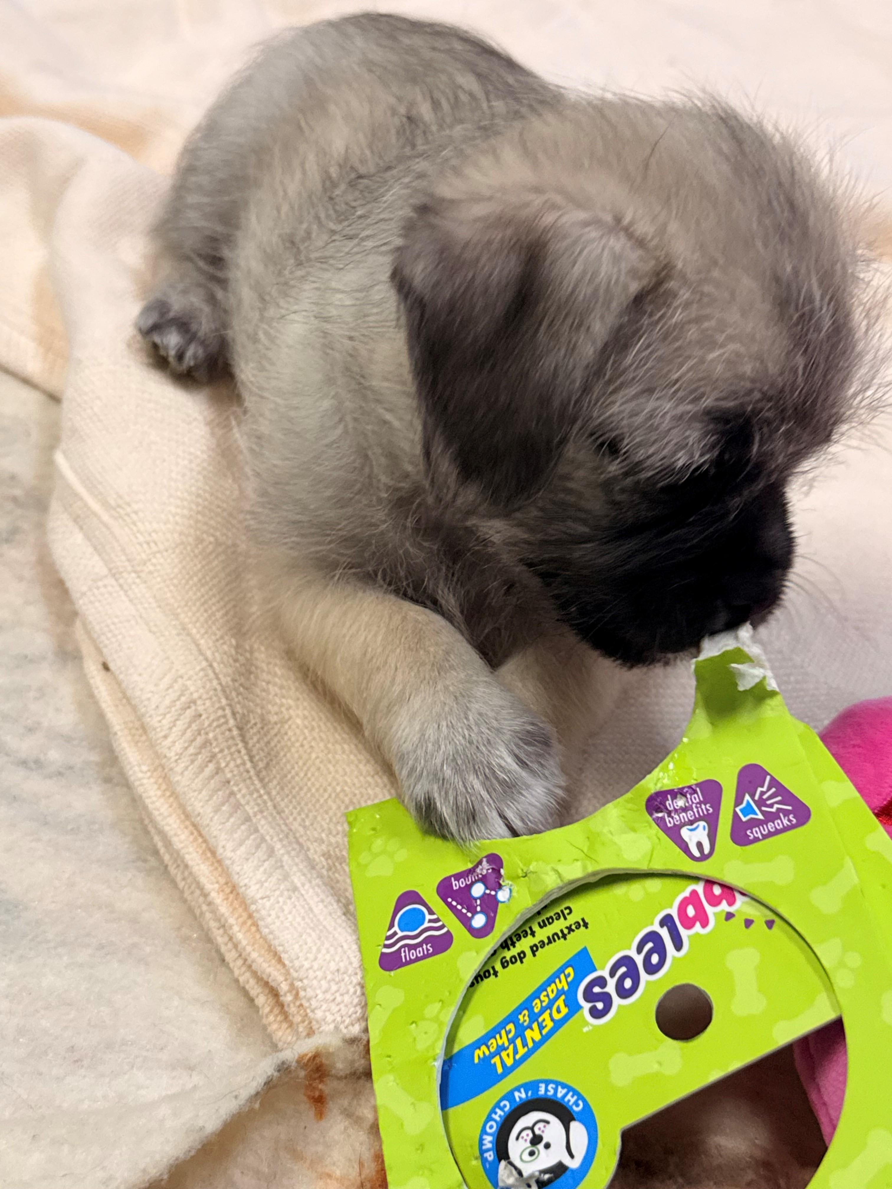 Tommy, adopted, Puppy Male Pug.