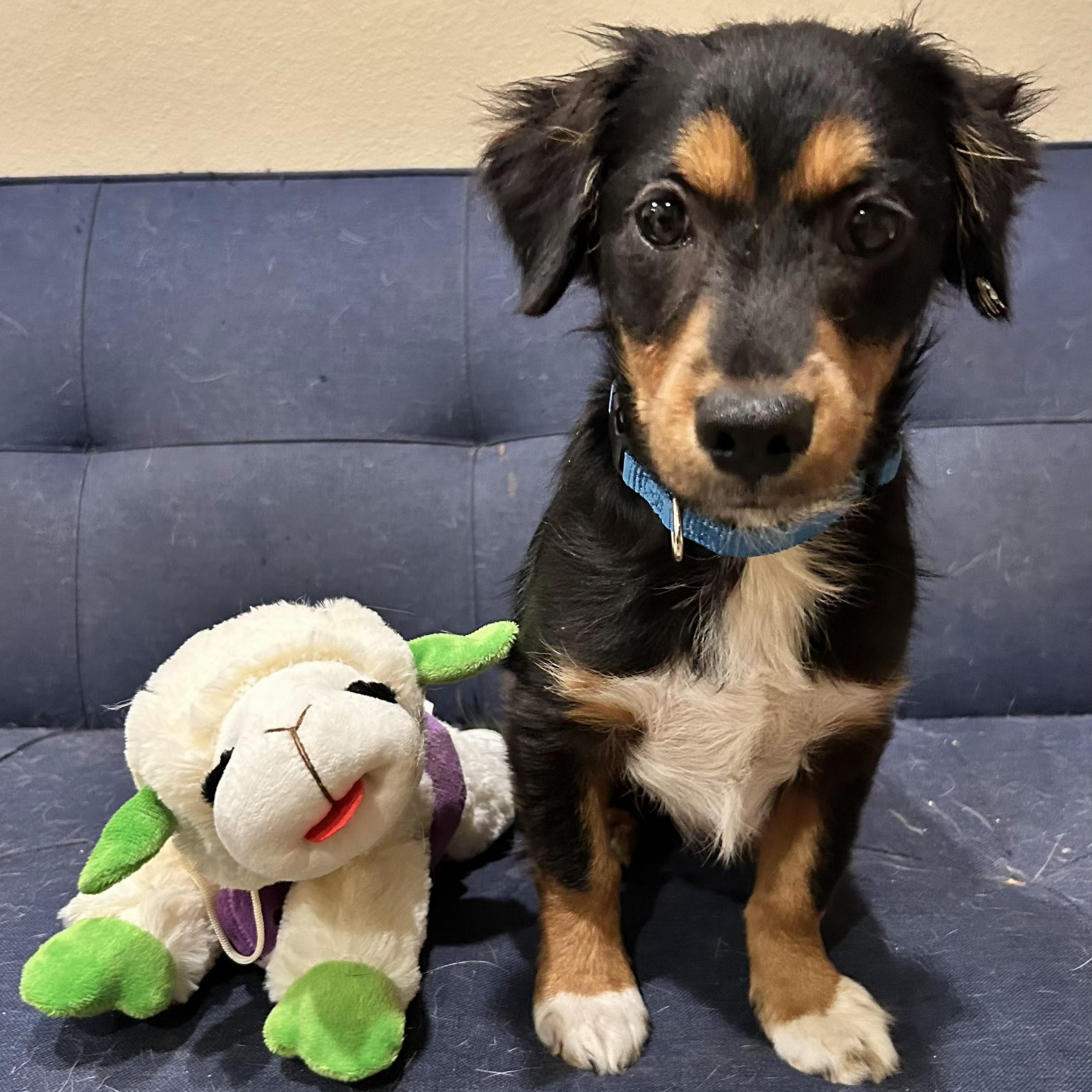 Enlarge Toby, an adopted mixed breed in Irvine, CA image 2/5