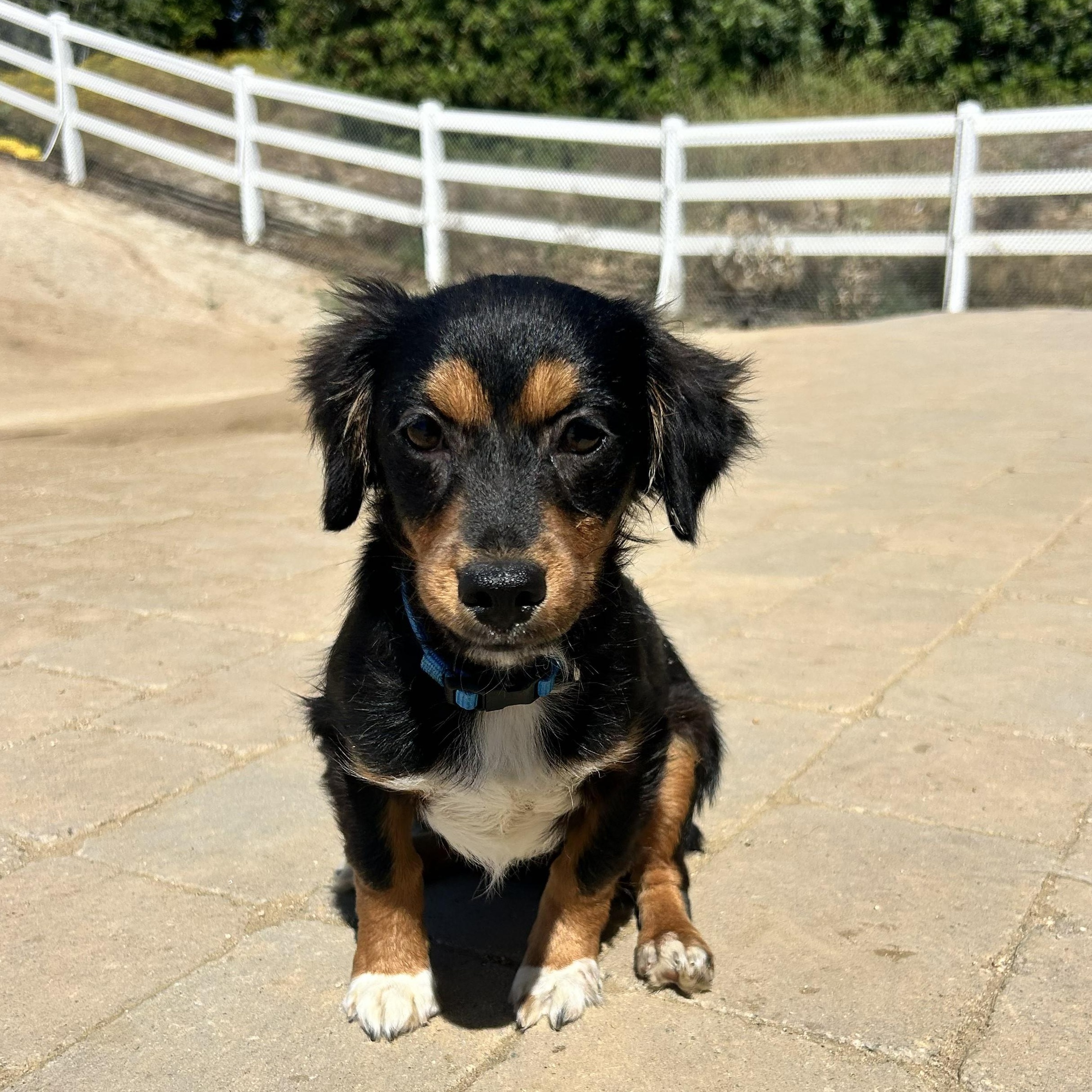 Toby, adopted, Puppy Male Dachshund & Yorkshire Terrier.