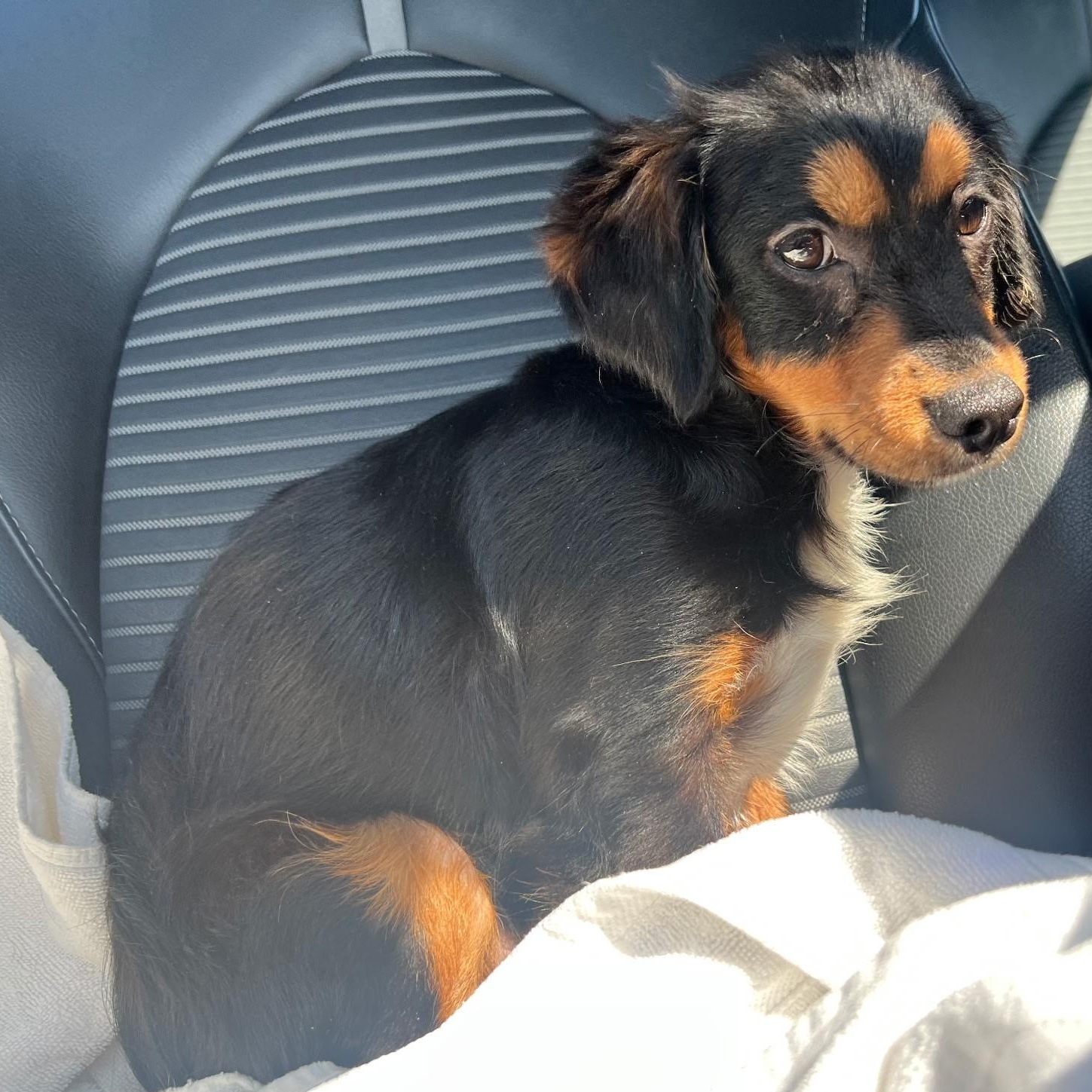 Enlarge Toby, an adopted mixed breed in Irvine, CA image 4/5