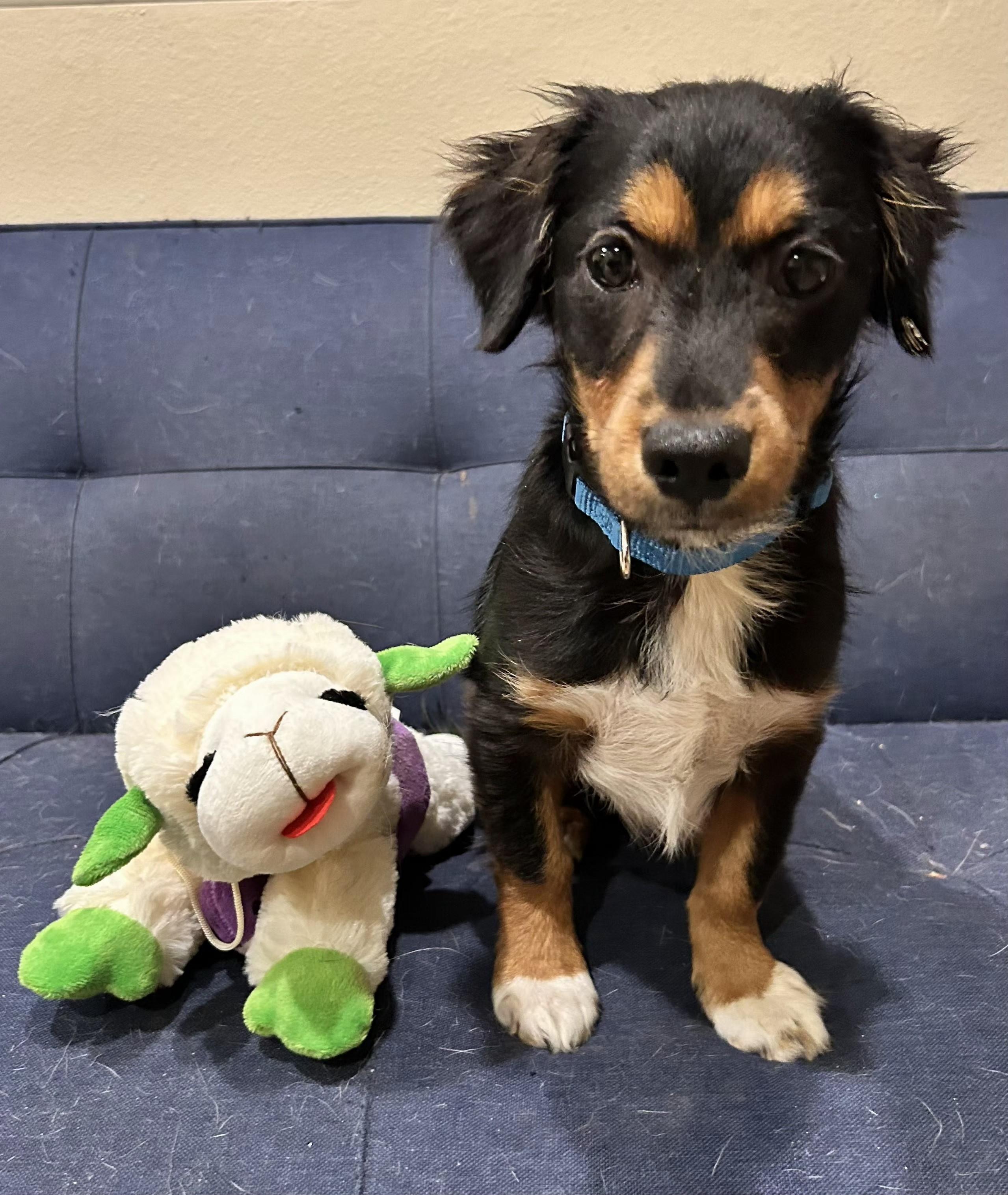 Enlarge Toby, an adopted mixed breed in Irvine, CA image 5/5