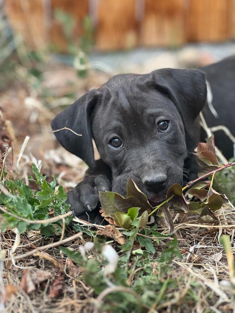Enlarge Maiden, a Adoptable mixed breed in Denver, CO image 1/4