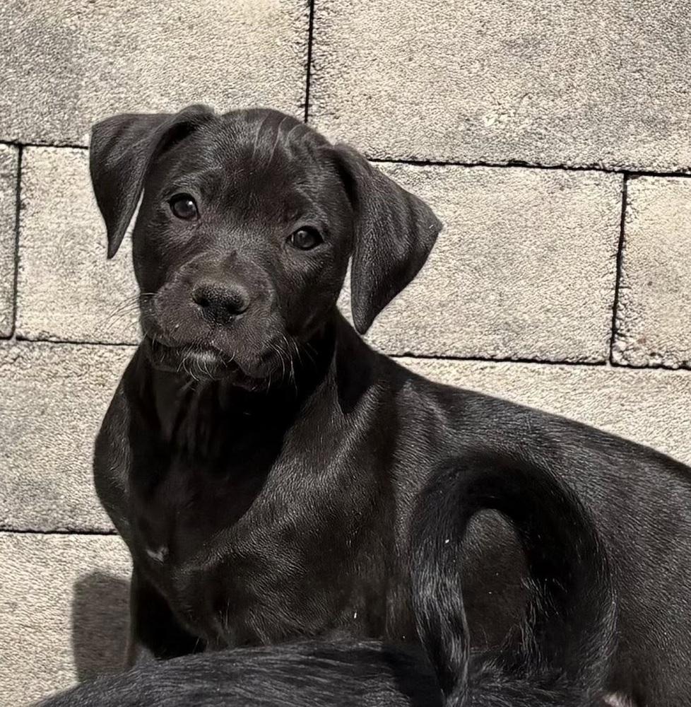Enlarge Maiden, a Adoptable mixed breed in Denver, CO image 2/4