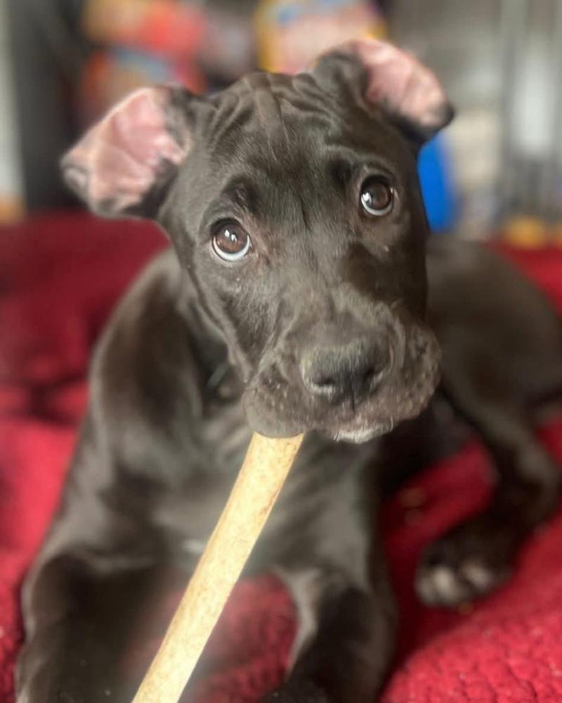 Maiden, Adoptable, Puppy Female Boxer & Poodle.