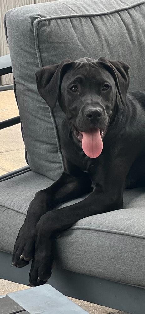 Maiden, a Adoptable mixed breed in Denver, CO image 2/6
