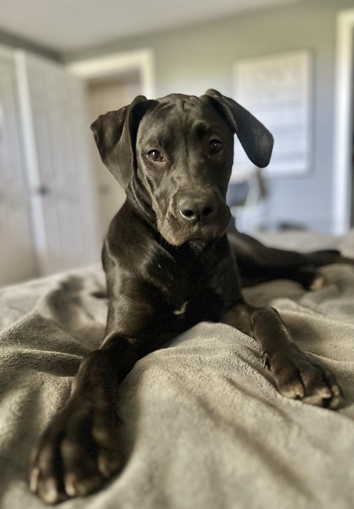 Enlarge Maiden, a Adoptable mixed breed in Denver, CO image 4/6