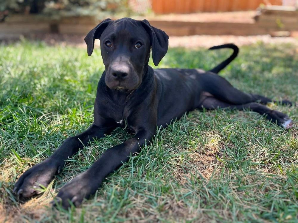 Maiden, a Adoptable mixed breed in Denver, CO image 5/6