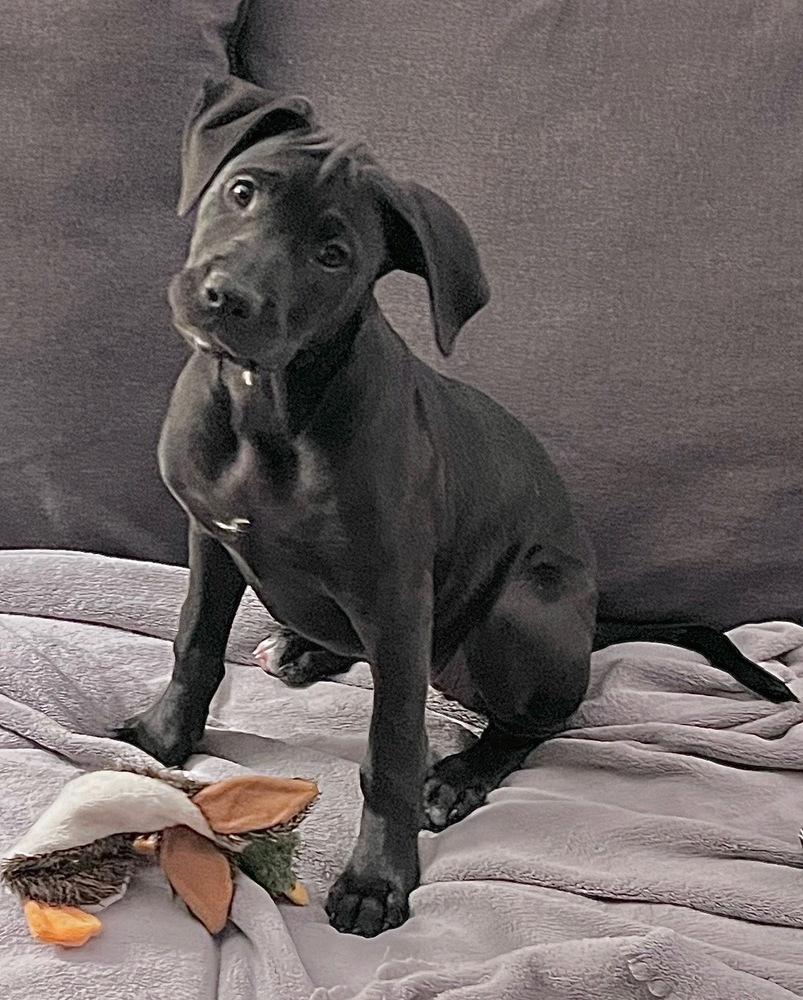 Enlarge Maiden, a Adoptable mixed breed in Denver, CO image 3/4