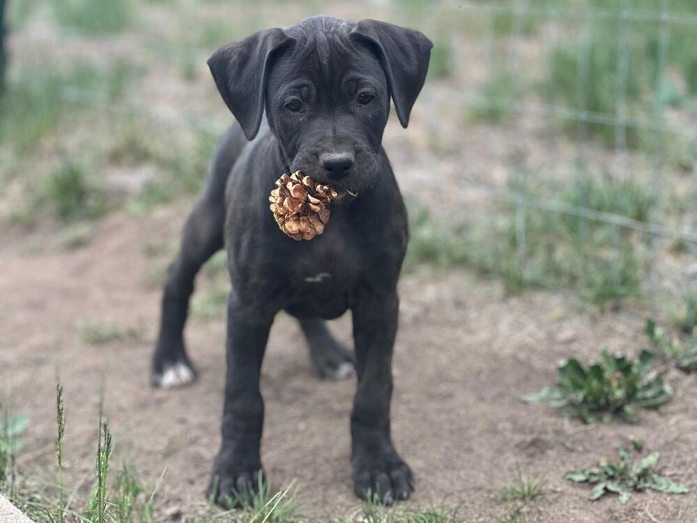 Enlarge Maiden, a Adoptable mixed breed in Denver, CO image 4/4