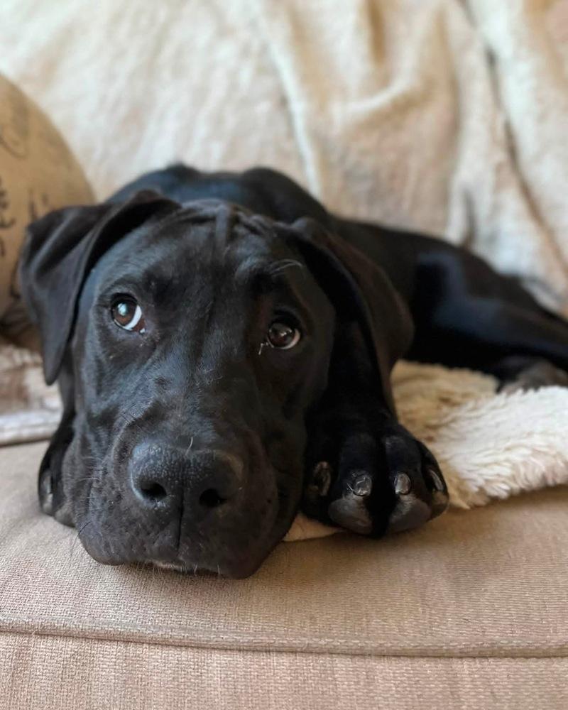 Maiden, a Adoptable mixed breed in Denver, CO image 6/6