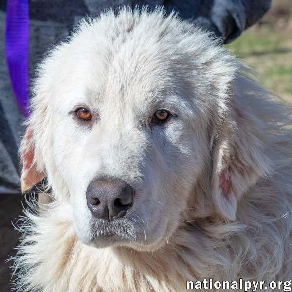 Boltund in TN - Happy, Silly & Playful!