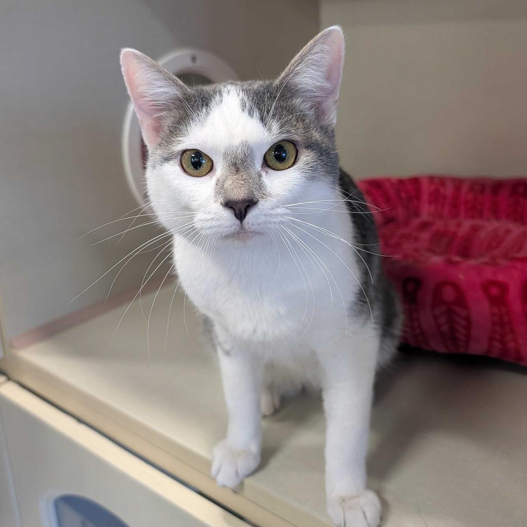 Doctor Doom, Adoptable, Adult Male Domestic Short Hair.