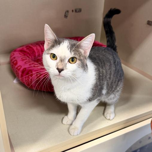 Enlarge Doctor Doom, a Adoptable Domestic Short Hair in St. Paul, MN image 2/3