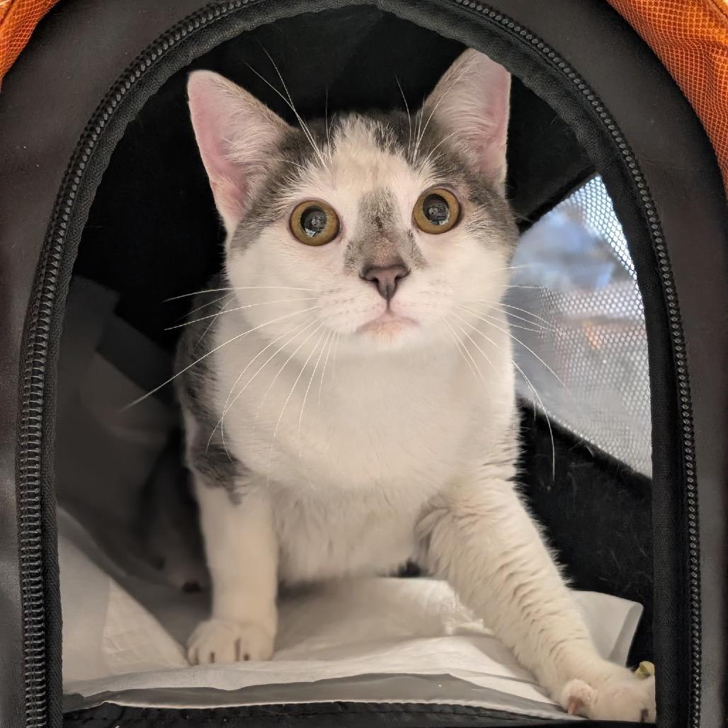 Enlarge Doctor Doom, a Adoptable Domestic Short Hair in St. Paul, MN image 3/3