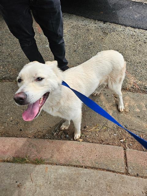 ECHO, Adoptable, Young Female German Shepherd Dog & Siberian Husky.