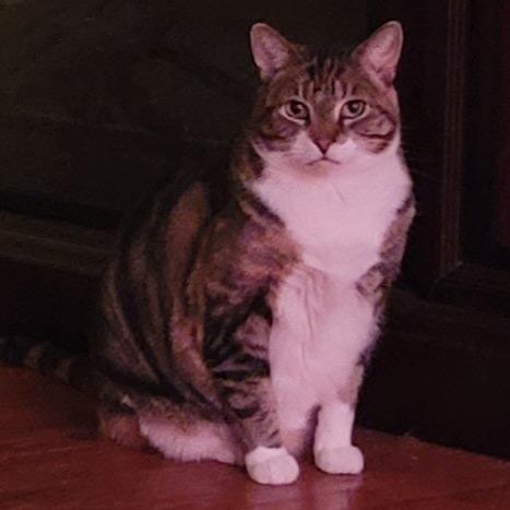 Justice, Adoptable, Senior Female Domestic Short Hair.