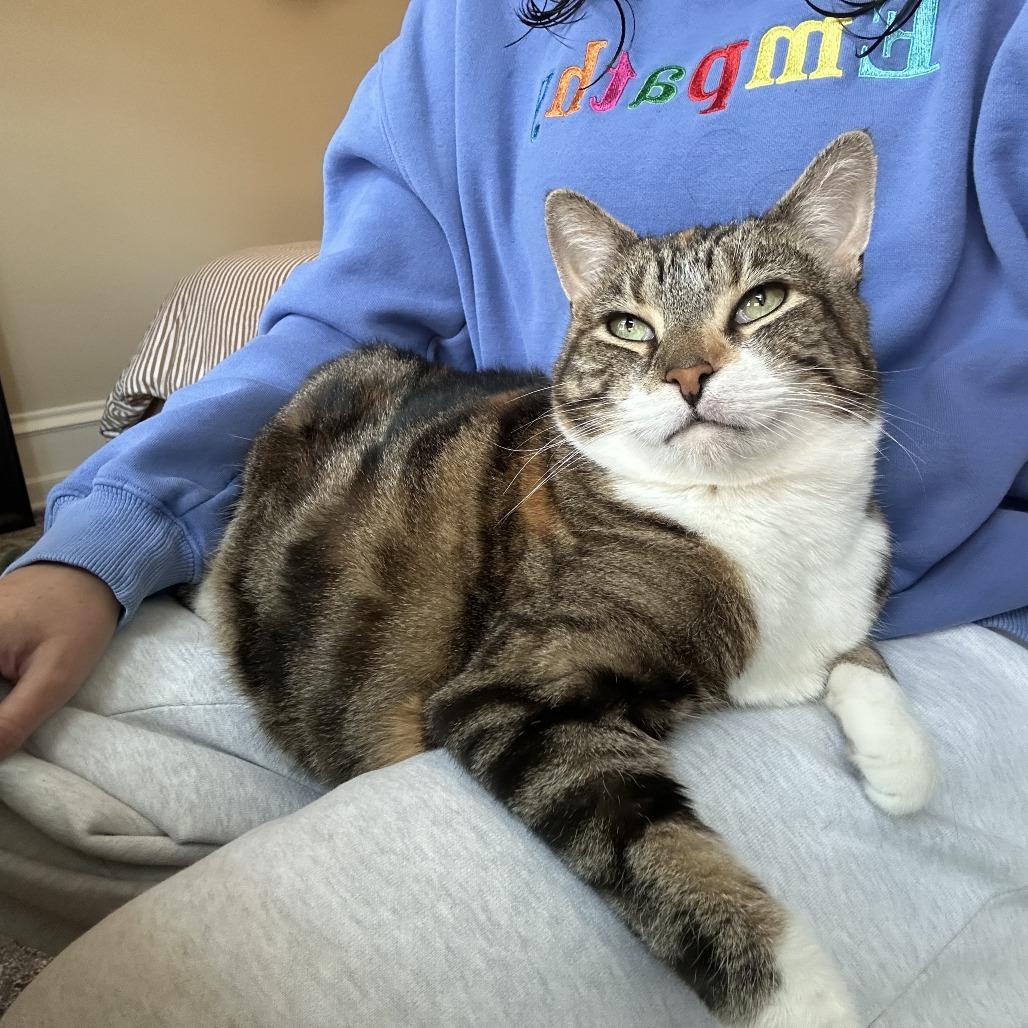 Enlarge Justice, a Adoptable Domestic Short Hair in Philadelphia, PA image 2/5