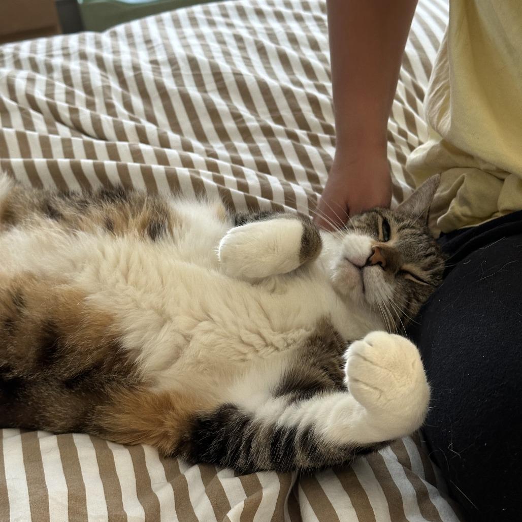 Enlarge Justice, a Adoptable Domestic Short Hair in Philadelphia, PA image 3/5