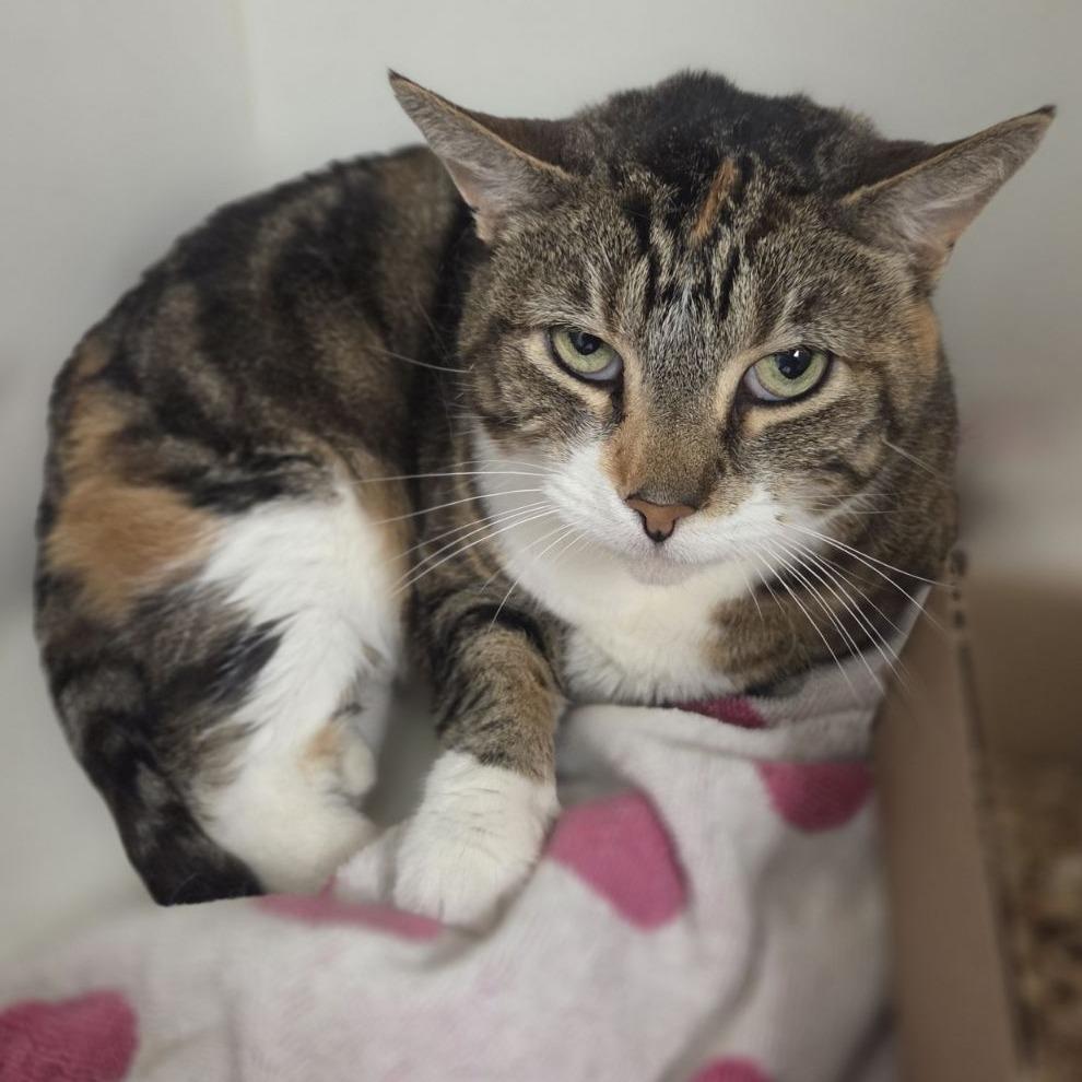 Enlarge Justice, a Adoptable Domestic Short Hair in Philadelphia, PA image 4/5