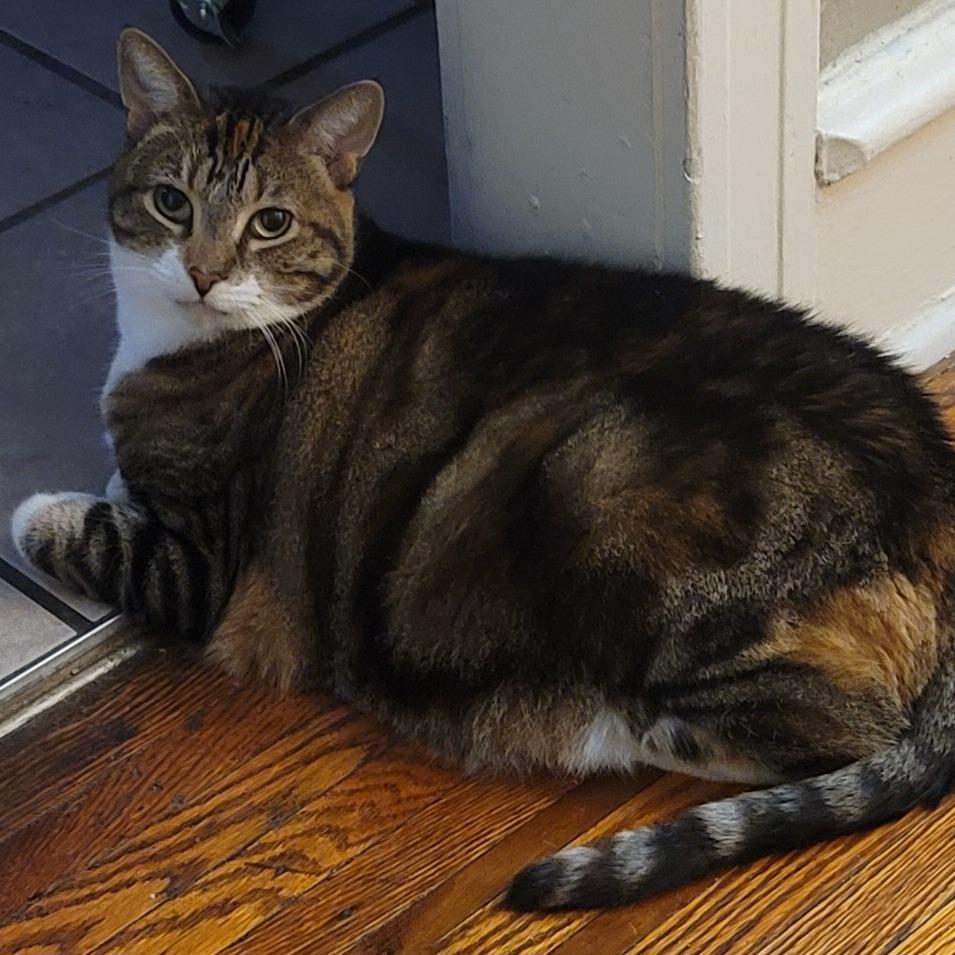 Enlarge Justice, a Adoptable Domestic Short Hair in Philadelphia, PA image 5/5