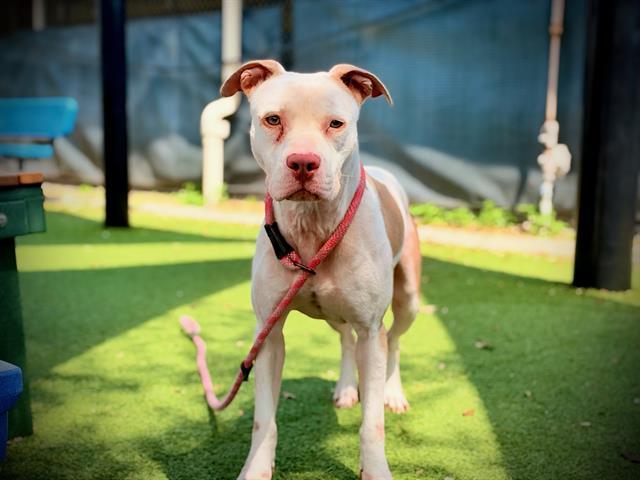 Enlarge SNOWBALL, a Adoptable mixed breed in Orlando, FL image 1/1