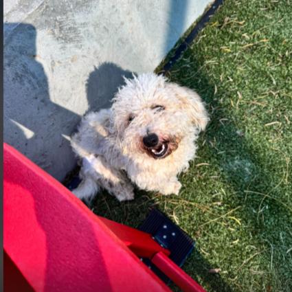 Luly, ADOPTABLE, Young Female Bolognese.