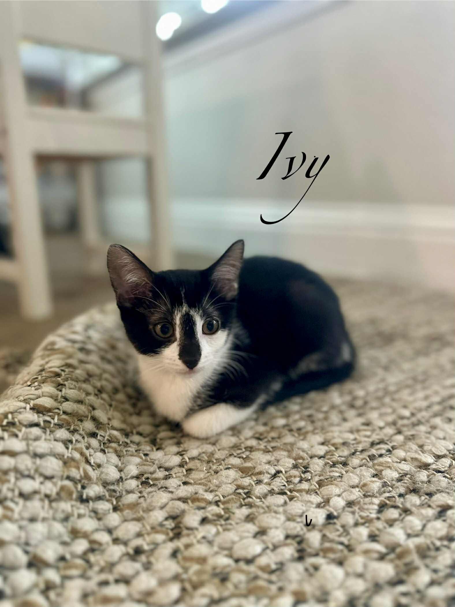 Ivy, Young Female unknown