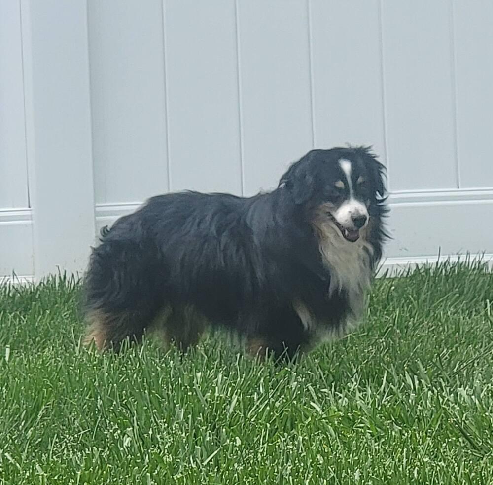 Enlarge 0816 Trooper, a Adoptable Australian Shepherd in Ringwood, IL image 1/6