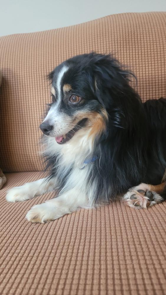 Enlarge 0816 Trooper, a Adoptable Australian Shepherd in Ringwood, IL image 2/6