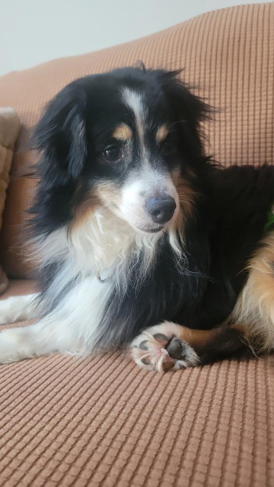 Enlarge 0816 Trooper, a Adoptable Australian Shepherd in Ringwood, IL image 3/6