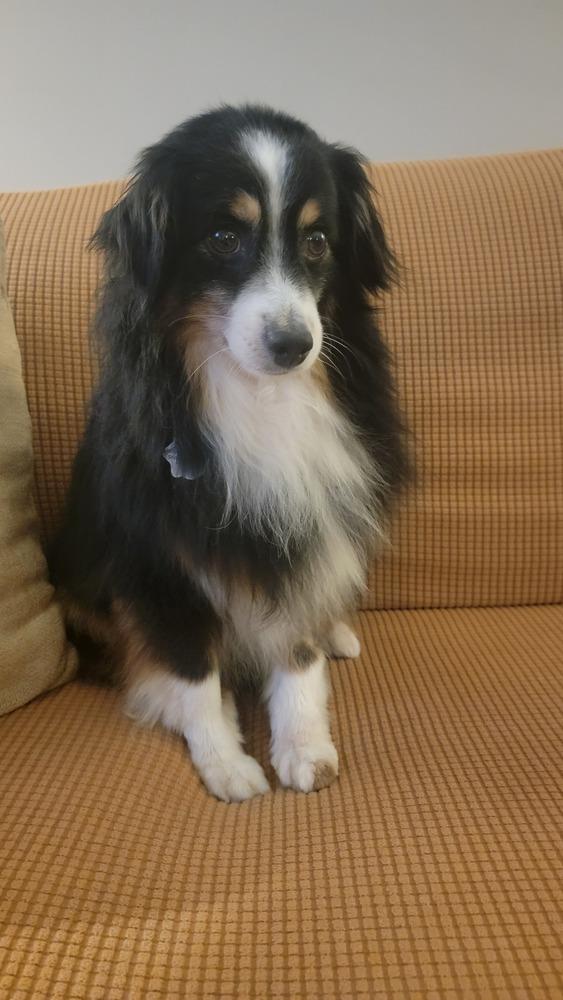 Enlarge 0816 Trooper, a Adoptable Australian Shepherd in Ringwood, IL image 4/6