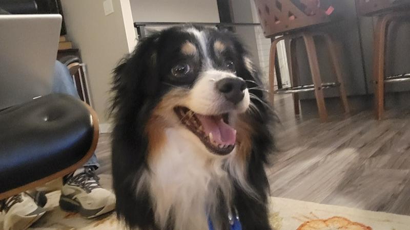 0816 Trooper, Adoptable, Adult Male Australian Shepherd.