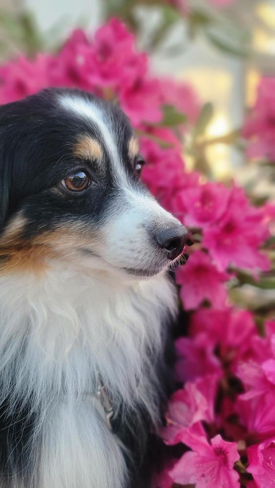 Enlarge 0816 Trooper, a Adoptable Australian Shepherd in Ringwood, IL image 6/6