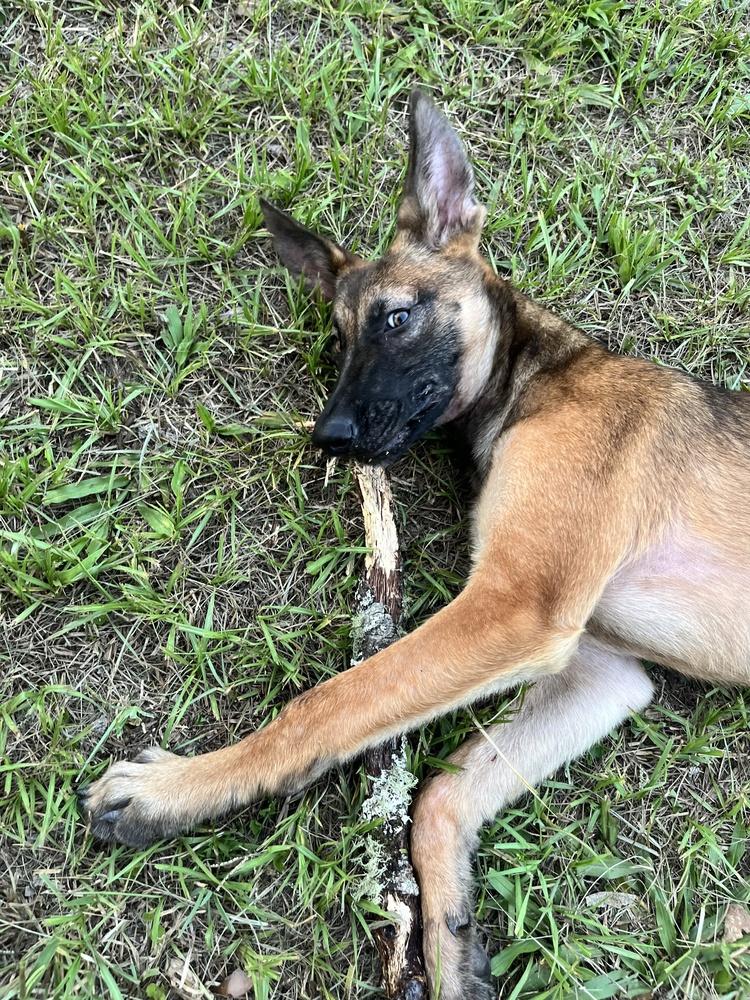 Enlarge Delta - located in Florida, a Adoptable mixed breed in Lecanto, FL image 1/6