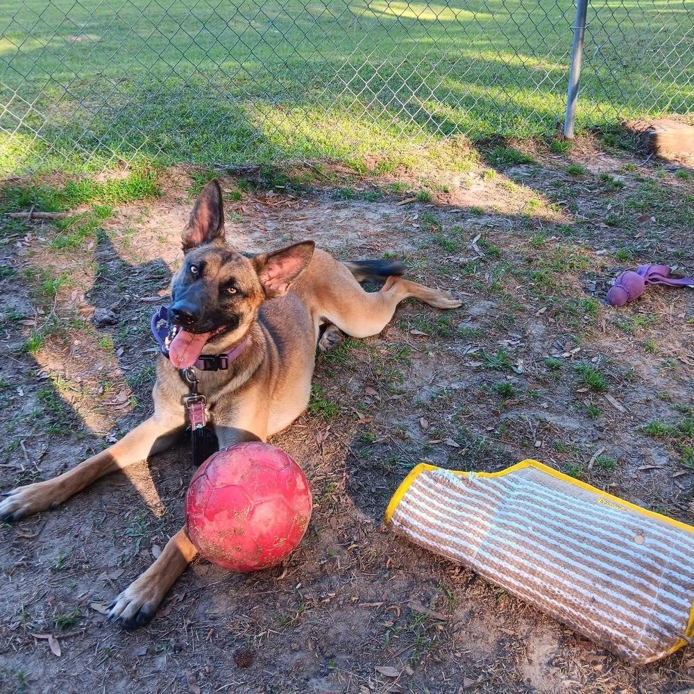 Enlarge Delta - located in Florida, a Adoptable mixed breed in Lecanto, FL image 2/6