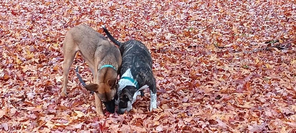 Delta - located in Florida — thumbnail 3