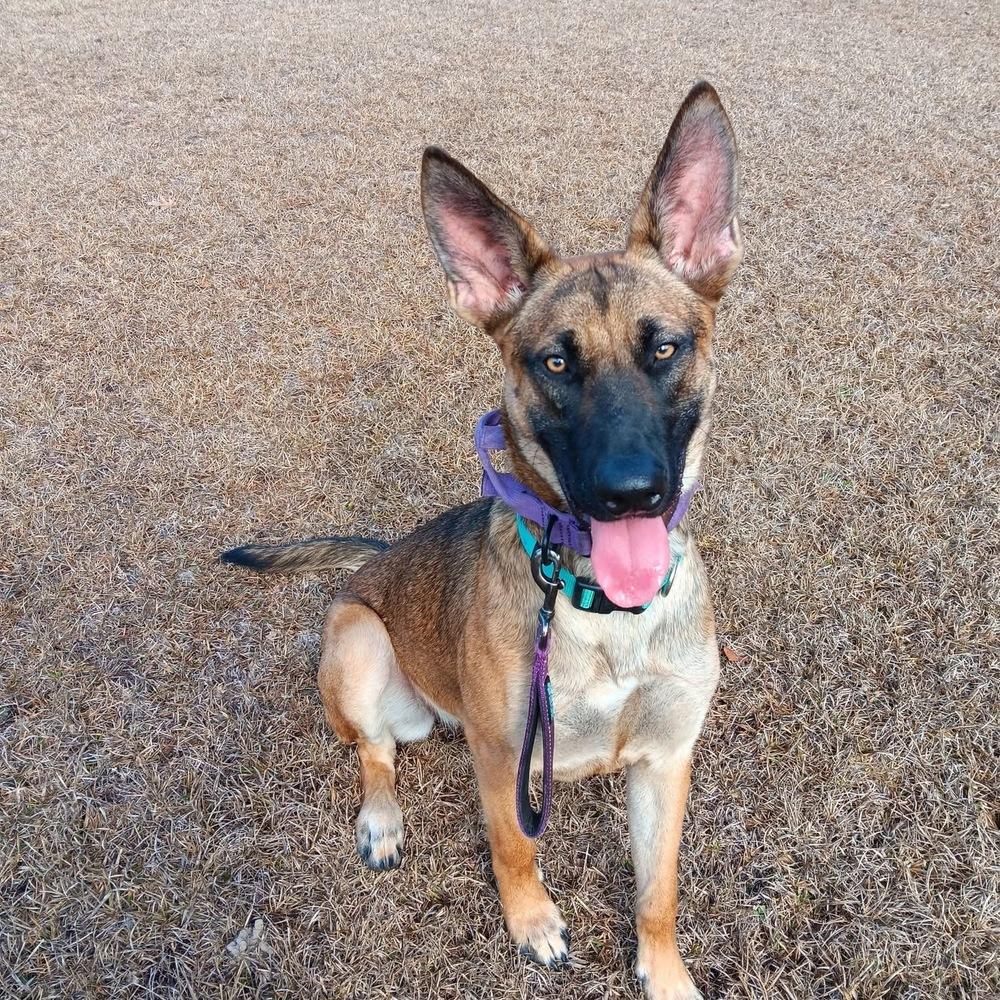 Enlarge Delta - located in Florida, a Adoptable mixed breed in Lecanto, FL image 4/6